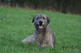 IRISH WOLFHOUND 310